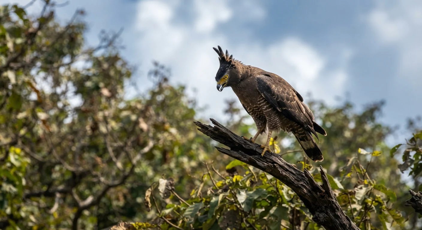 Crested serpent eagle, birds of Ratapani